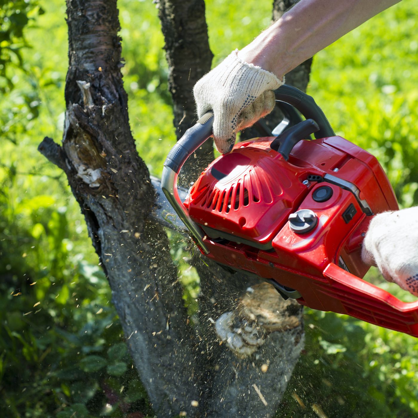 Chainsaw tree trimming service