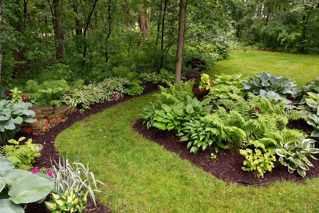 Mulched garden beds with ferns and hostas